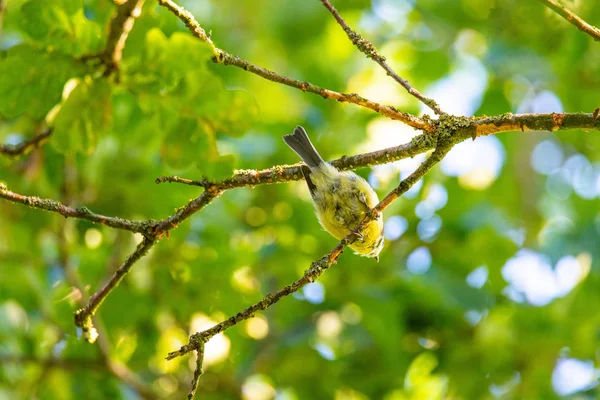 Una teta está sentada en un árbol buscando comida — Foto de Stock