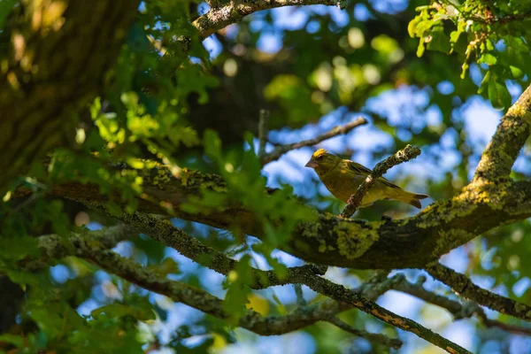 Un pinzón verde se sienta en un árbol y busca comida — Foto de Stock
