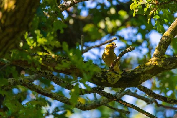 Un pinzón verde se sienta en un árbol y busca comida — Foto de Stock