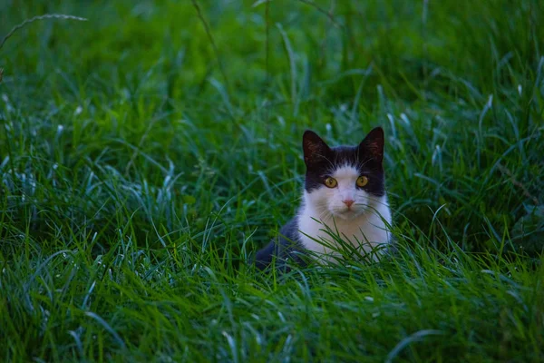Un chat noir et blanc se faufile dans un champ — Photo