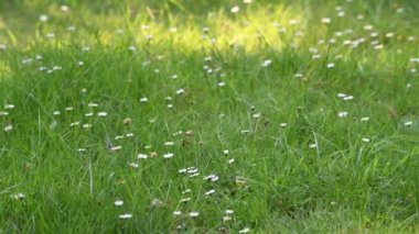 beyaz çiçeklerle çim üzerinde yavaş binmek