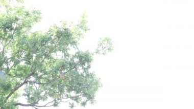 hafif bir arka plan ile rüzgarda yavaş yavaş kıpırdamak bırakır