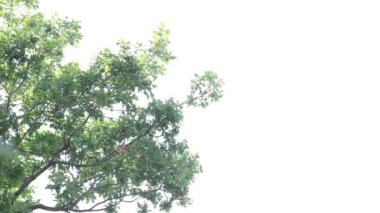 hafif bir arka plan ile rüzgarda yavaş yavaş kıpırdamak bırakır