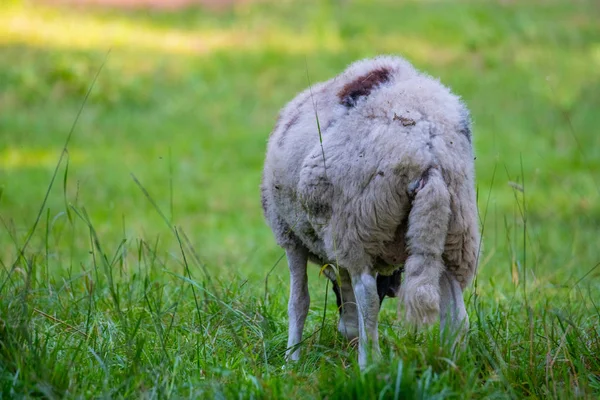 Jacob ovelhas comer grama em um prado e descansar no tempo quente — Fotografia de Stock