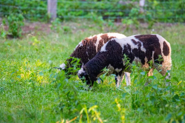 Jacob moutons mangent de l'herbe dans une prairie et se reposent par temps chaud — Photo