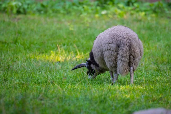 Jacob juhok esznek füvet a réten és pihenés a meleg időjárás — Stock Fotó