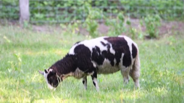 Jacobe ovce jedí trávu na louce a odpočíjí v teplém počasí — Stock video