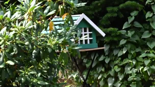 Timelapse inspelning av ett fågel hus som är dåligt besökt i det varma vädret — Stockvideo