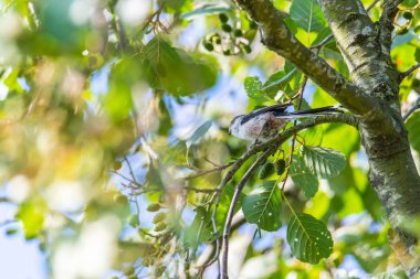 bir kırlangıç yeşil yaprakları ile bir dal üzerinde bir ağaç oturuyor