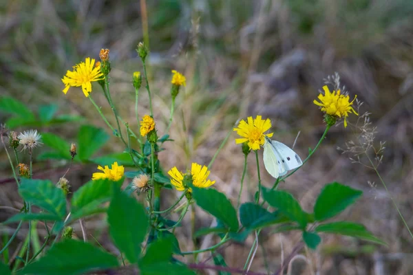 Una mariposa blanca repollo en una flor amarilla con fondo verde — Foto de Stock