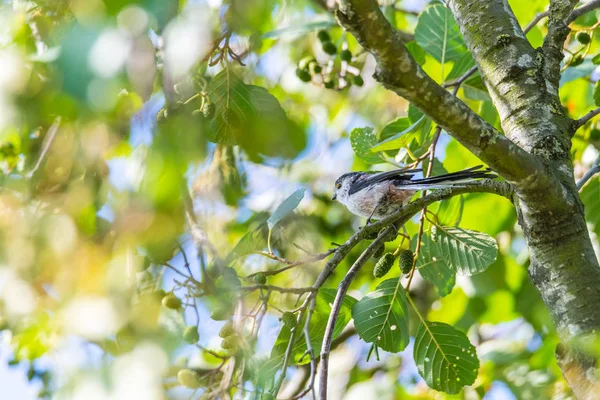 Una golondrina está sentada en un árbol en una rama con hojas verdes en — Foto de Stock