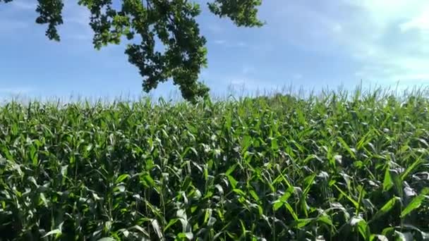 Blick Auf Ein Blühendes Maisfeld Sommer — Stockvideo