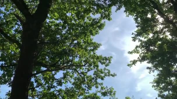 Une Balançoire Sur Beaux Arbres Verts Avec Ciel Bleu Arrière — Video