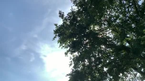 Μια Κούνια Όμορφα Καταπράσινα Δέντρα Γαλάζιο Ουρανό Στο Φόντο — Αρχείο Βίντεο
