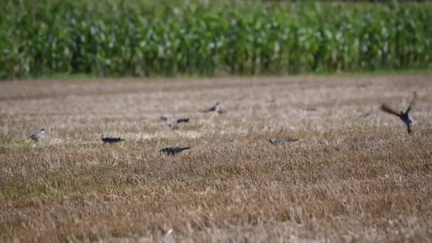 Duiven zitten in een gemaaid veld terwijl anderen over hen vliegen — Stockvideo