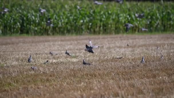 Les pigeons sont assis dans un champ fauché tandis que d'autres volent au-dessus d'eux — Video