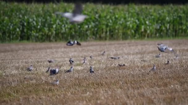 Les pigeons sont assis dans un champ fauché tandis que d'autres volent au-dessus d'eux — Video