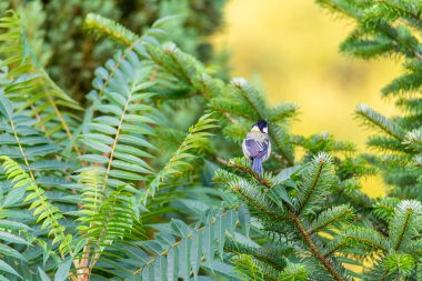 A tit is sitting on a fir tree with a  blurred background
