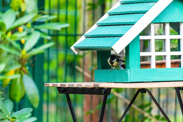 a tit takes a fodder from a bird house