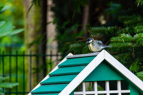 Eine Meise holt sich Futter aus einem Vogelhaus — Stockfoto