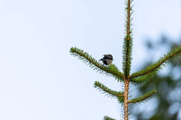 A tit is sitting on a fir tree with a  blurred background — Stockfoto