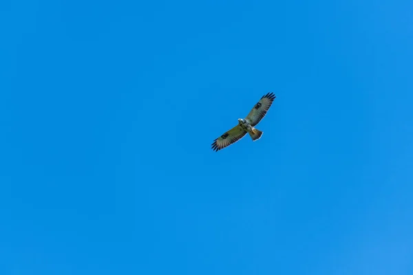 Bir şahin mavi arka plan ile havada uçuyor — Stok fotoğraf