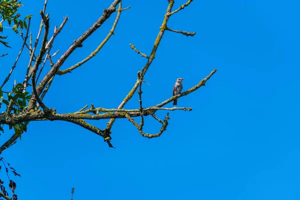 Egy kis madár ül egy fa, kék háttérrel — Stock Fotó