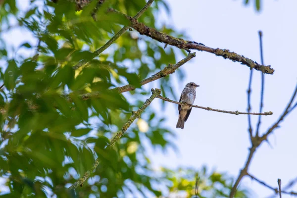 Un pajarito se sienta en un árbol con fondo azul — Foto de Stock