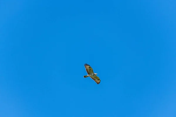 Un faucon vole dans les airs avec un fond bleu — Photo