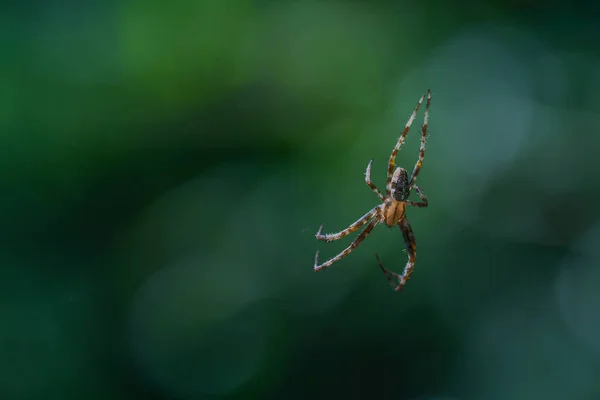 A spider weaves her net in the middle of the air  with blurred b