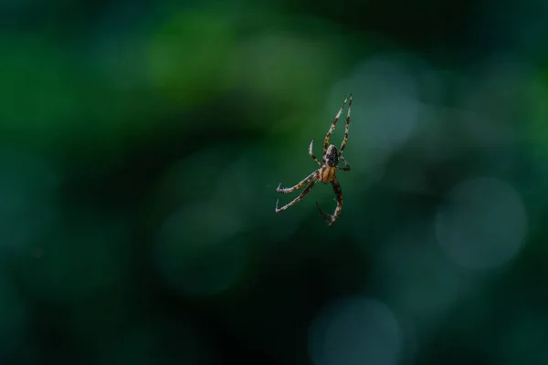 A spider weaves her net in the middle of the air  with blurred b — Stock Photo, Image