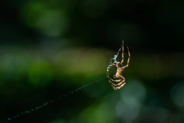 Una araña teje su red en medio del aire con b borrosa —  Fotos de Stock