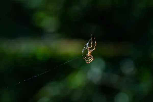 Pavouk, který se rozostřil v její síti uprostřed vzduchu — Stock fotografie