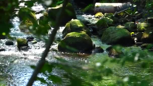 Płynie Rzeka Kamienie Które Wirują Wody — Wideo stockowe