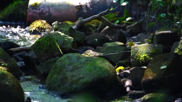 Taşlarla Bir Nehir Boyunca Küçük Sevimli Bir Kuş Bir Taş — Stok video