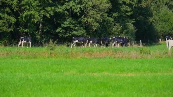 Mucche Pascolano Campo Con Alberi Sullo Sfondo — Video Stock