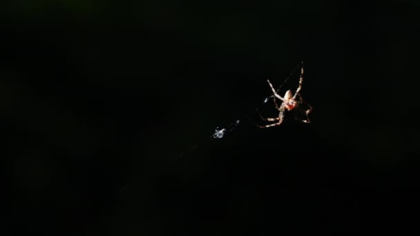 Eine Spinne Webt Ihr Netz Mitten Der Luft Mit Verschwommenem — Stockvideo