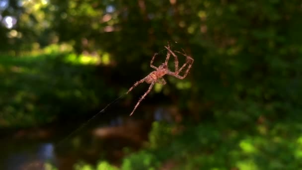 Uma Aranha Tece Sua Rede Meio Com Fundo Embaçado — Vídeo de Stock