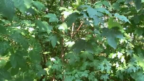 一棵枫树挥舞着他的叶子 而一片叶子的波浪特别强烈 — 图库视频影像
