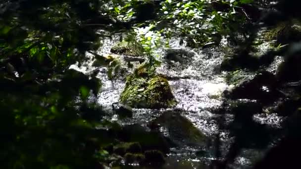 Tekoucí Řece Jsou Kameny Které Víjejí Vodu — Stock video