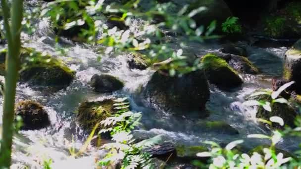 Río Que Fluye Hay Piedras Que Arremolinan Agua — Vídeos de Stock