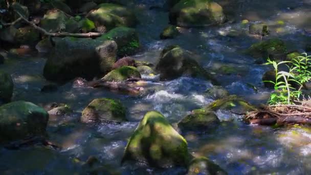 Ένα Ποτάμι Που Ρέει Είναι Πέτρες Που Στροβιλίζουν Νερό — Αρχείο Βίντεο