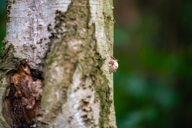 Mantarlar ağaçta eski bir huş ağacında yetişir.