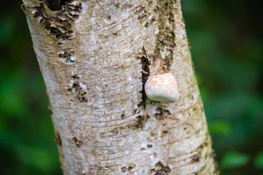 Mantarlar ağaçta eski bir huş ağacında yetişir.