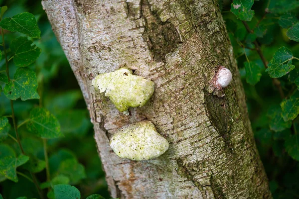 Mushrooms  grow on the tree at an old birch — Stock Photo, Image