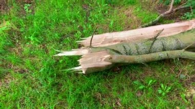 Fırtınadan sonra eski bir huş ağacı mısır tarlasına düştü. Ağacın farklı açıları.