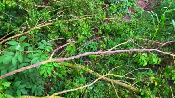 Viejo Abedul Cayó Campo Maíz Después Una Tormenta Diferentes Ángulos — Vídeos de Stock