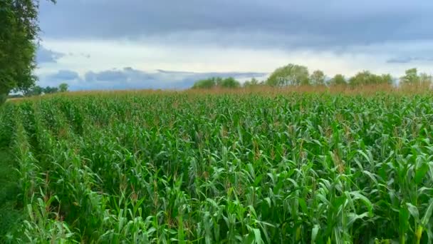 Een Oude Berk Viel Een Veld Van Maïs Een Storm — Stockvideo