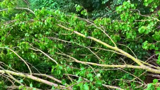 Viejo Abedul Cayó Campo Maíz Después Una Tormenta Diferentes Ángulos — Vídeos de Stock