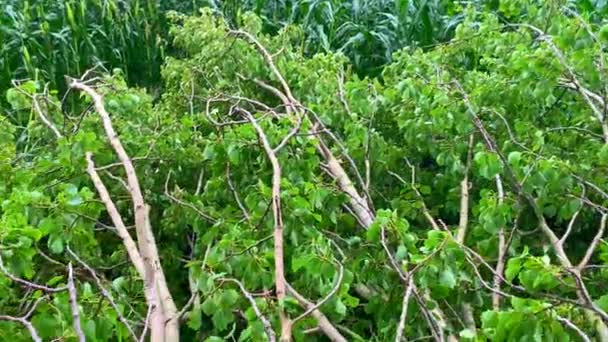 Una Vecchia Betulla Cadde Campo Mais Dopo Una Tempesta Diversi — Video Stock